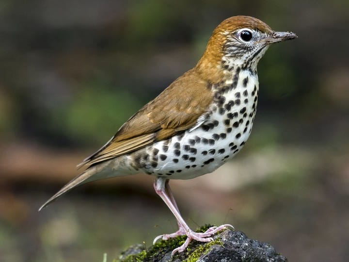 Wood Thrush - original, slightly slowed