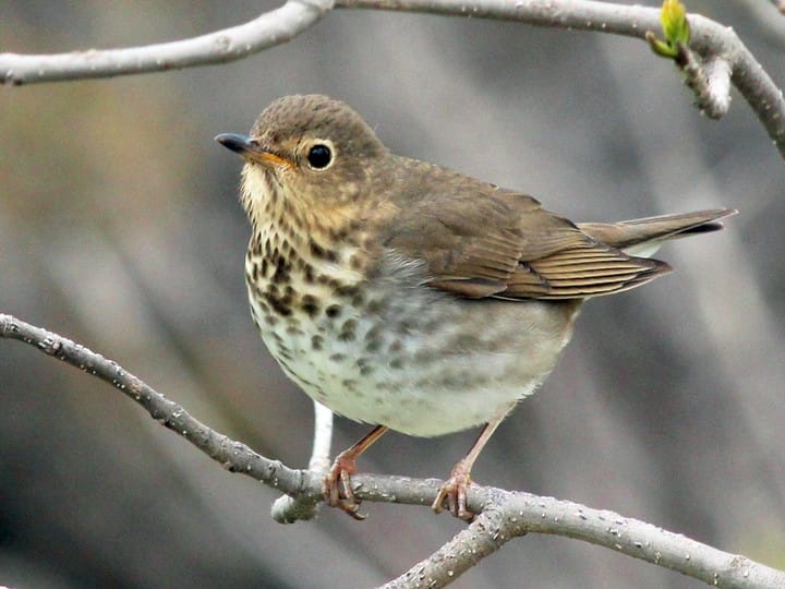 Swainson's Thrush - original