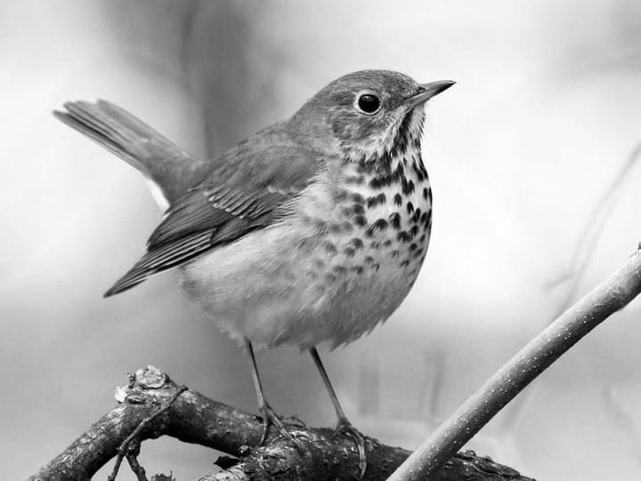 Hermit Thrush - slowed down x2