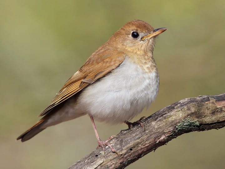 Veery - original