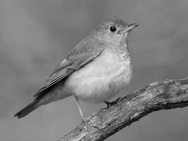 Veery