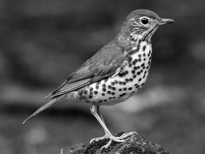 Wood Thrush - slowed down x2