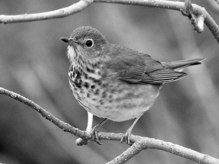 Swainson's Thrush - slowed down x2