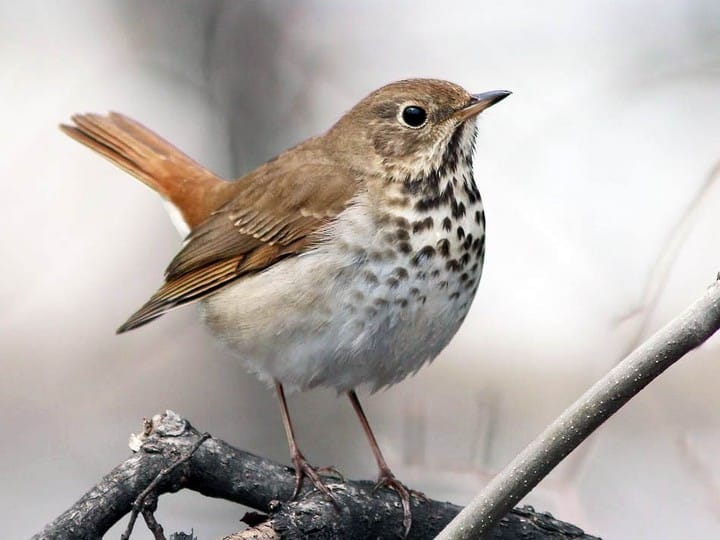 Hermit Thrush - original